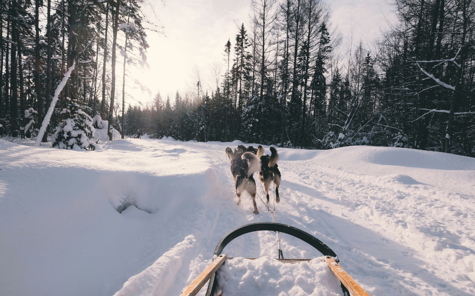 Jaakko’s Husky Adventure 4 km
