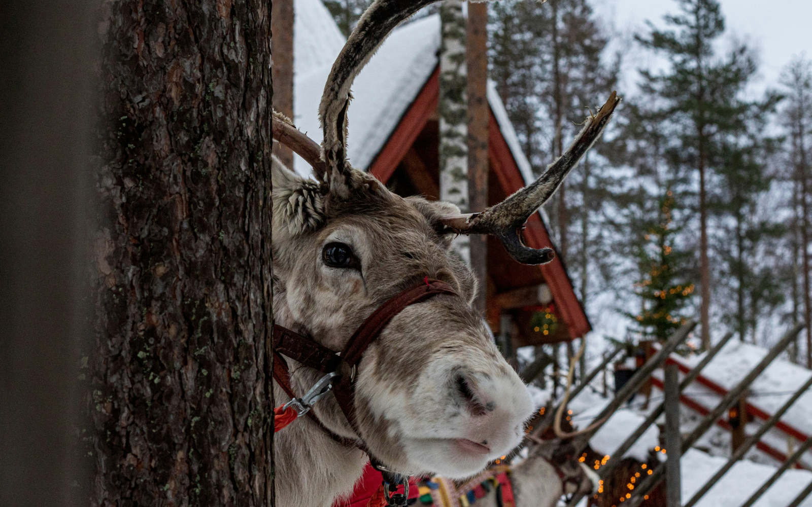 Janita's Reindeer Feeding