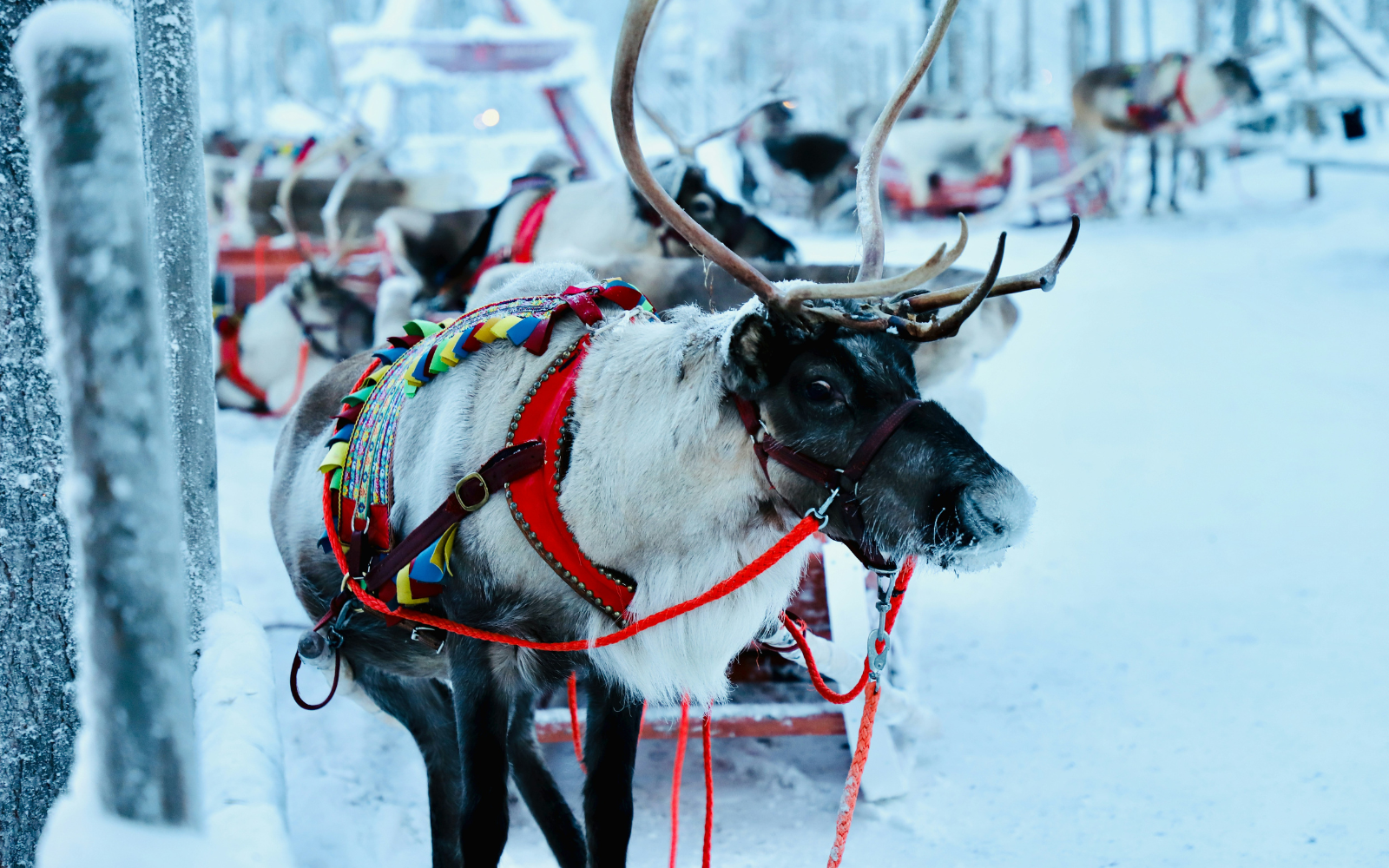 Janita’s Reindeer Adventure 1KM