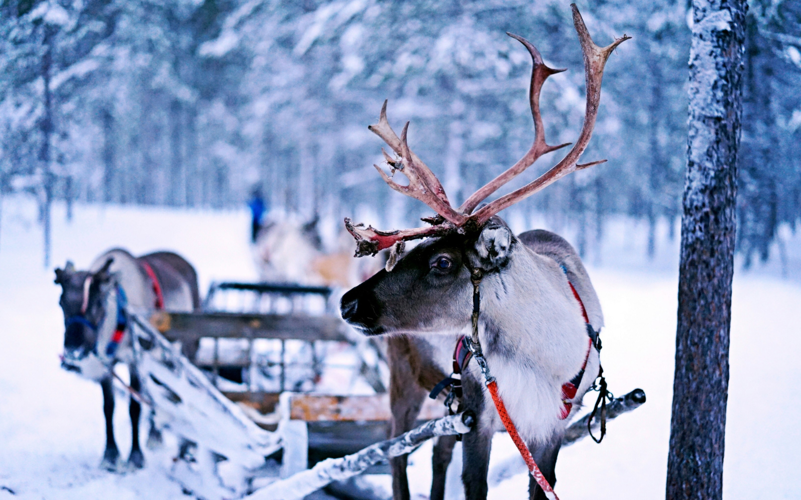 Evening reindeer adventure 1km