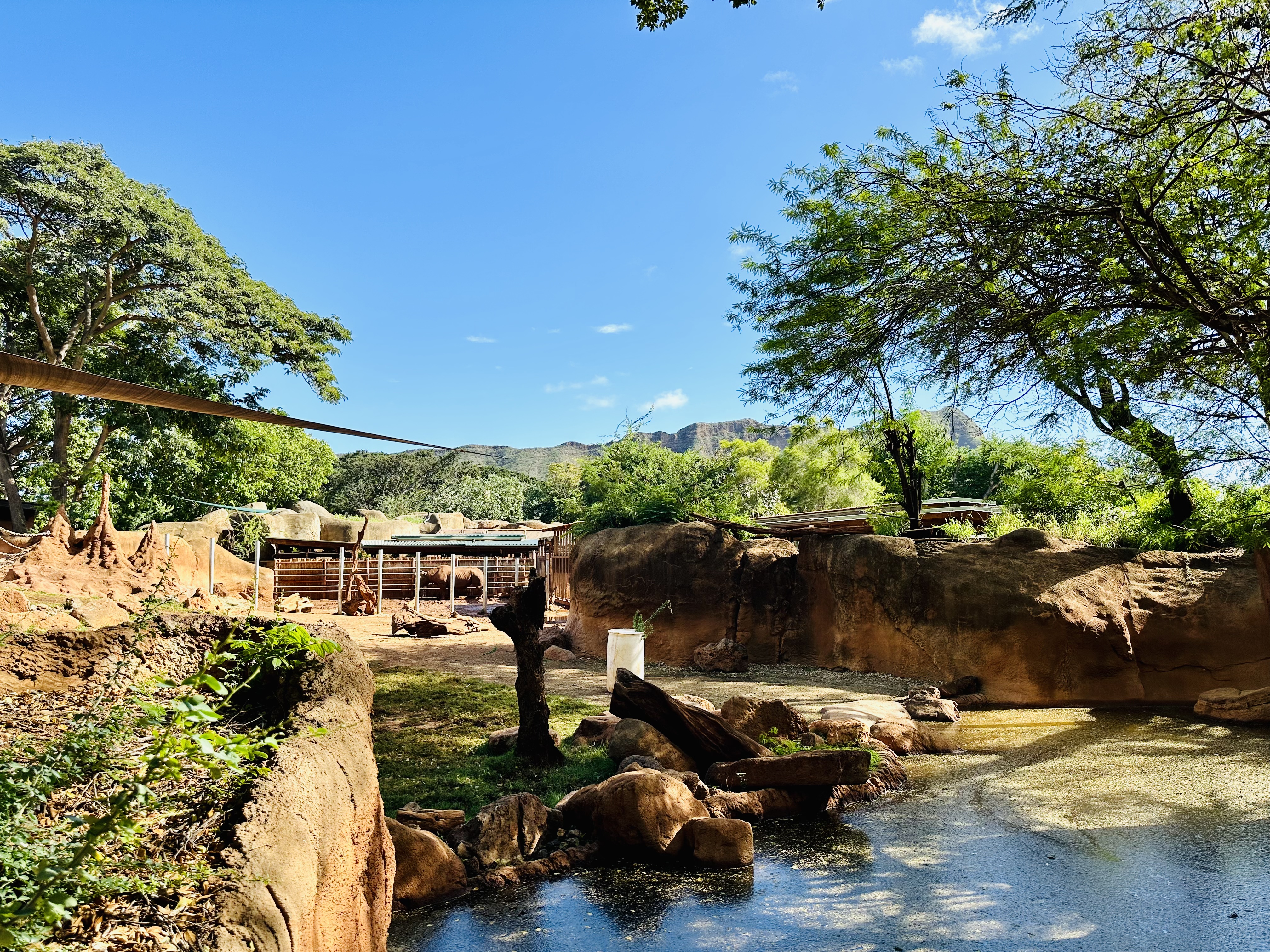 Two rhinoceroses grazing at the Honolulu Zoo