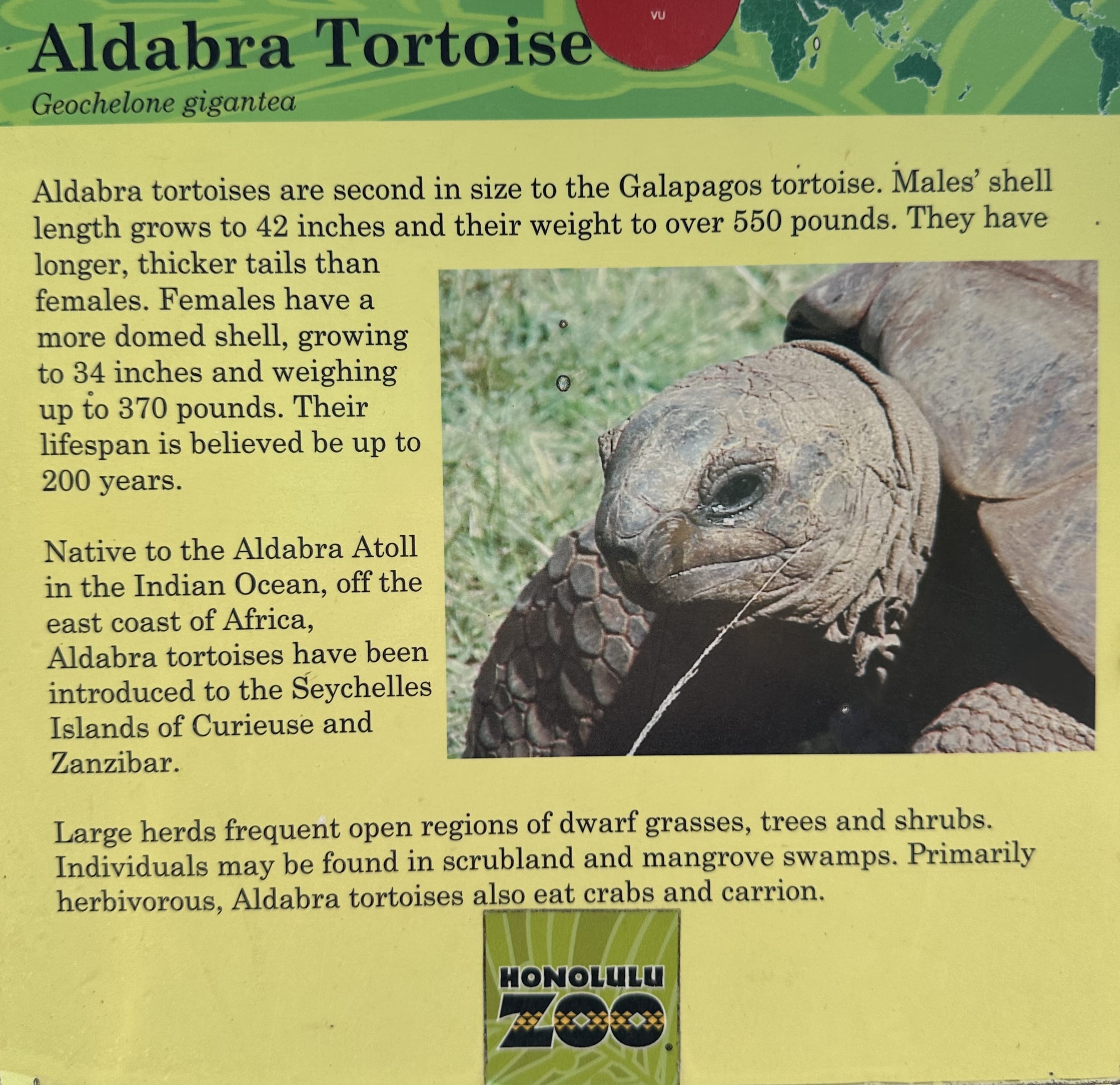 Giant Aldabra tortoise at the Honolulu Zoo