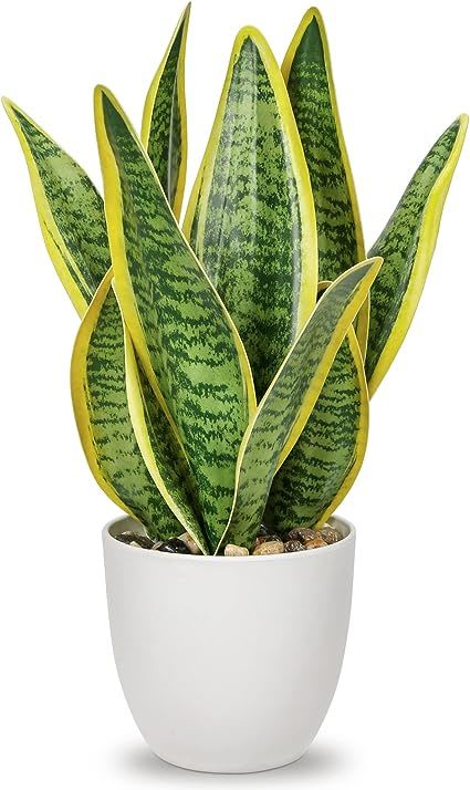 Snake plant yellow liner 
