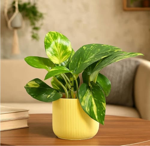 Yellow shaded money plant (small leaves)