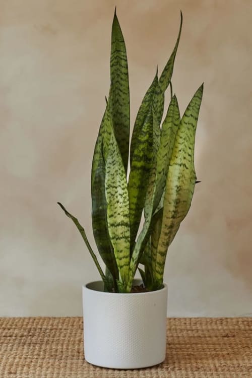Snake plant green leaves 