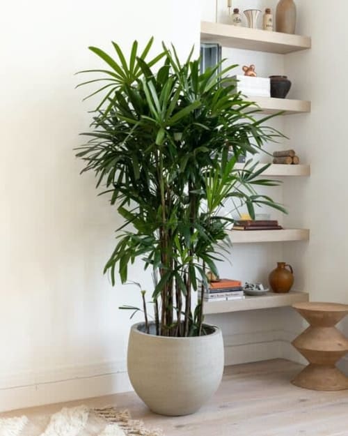 Lady palm