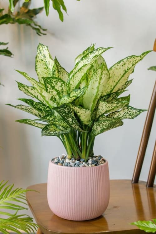 Agloenema Green