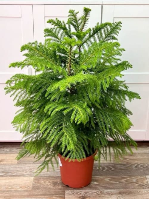 Araucaria 