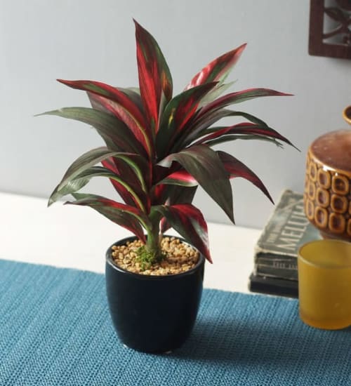 Red Dracaena