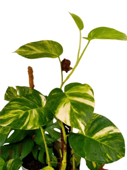 Yellow shaded money plant (big leaves)