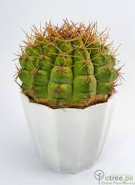 Cactus