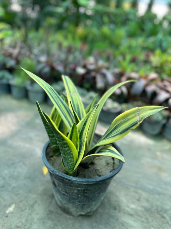 Jade plant