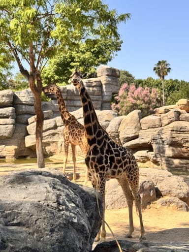 Zoo de Barcelona