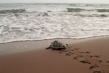 Hemos encontrado un nido de tortuga