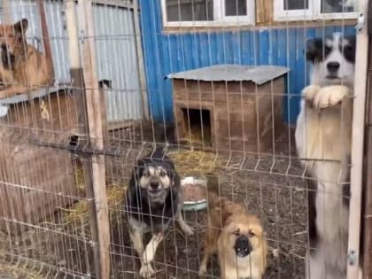 В администрации Тольятти обсуждают меры по решению проблемы бездомных собак