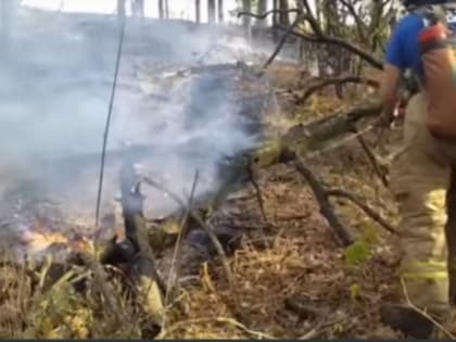 В Самарской области третий день горят травы и леса - видео