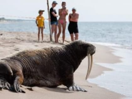 В зоопарке Калининграда заявили о возвращении моржа с Куршской косы домой