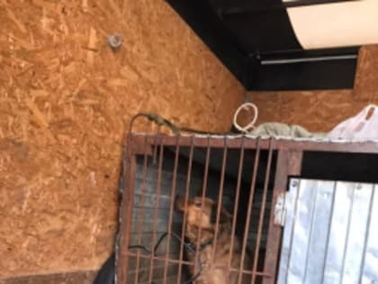 8 февраля прошёл очередной отлов безнадзорных животных