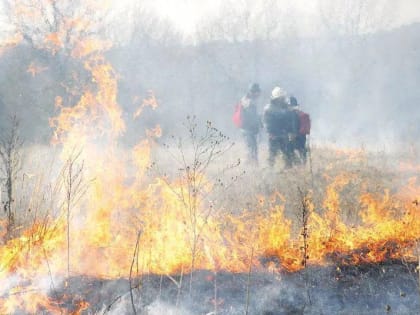 Крупный пожар под Самарой начался из-за поджога сухого кустарника