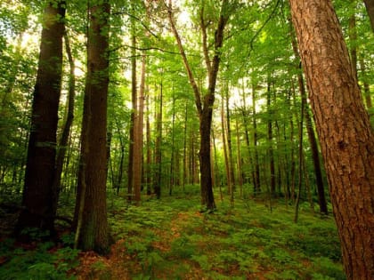 В Тольятти хотят построить автокомплекс рядом с лесом