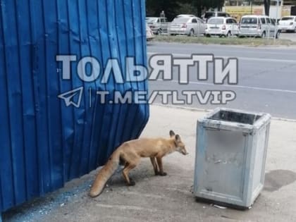 (фото) "Ждем маршрутку". В Тольятти на Революционной засняли лису