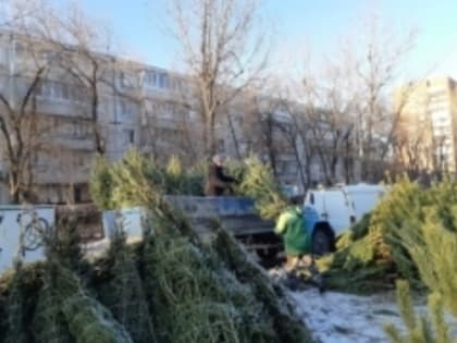 В Тольятти начнется продажа новогодних елок