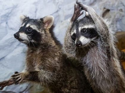 Справится не каждый: в Самаре ищут хозяев для 10 осиротевших енотиков