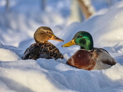 Какие птицы и звери зимуют в городе и чем им помочь в морозы