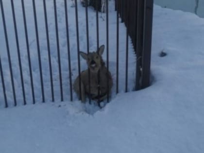 В Самарской области прибежавшая с кладбища косуля попала в западню у школы