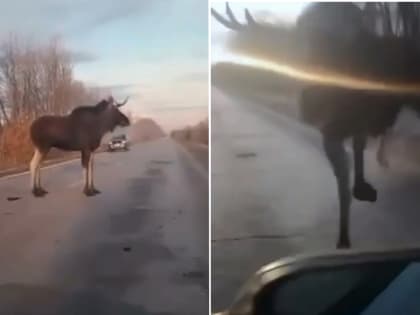 Выскочил как черт из табакерки: на трассе в Самарской области лось врезался в автомобиль