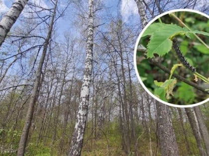 Гусеницы съели лес, мотыльки заполонили город: жители Ульяновска жалуются на нашествие насекомых