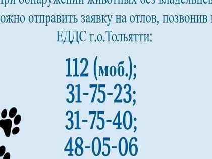 Как сообщить о бездомном животном в Тольятти