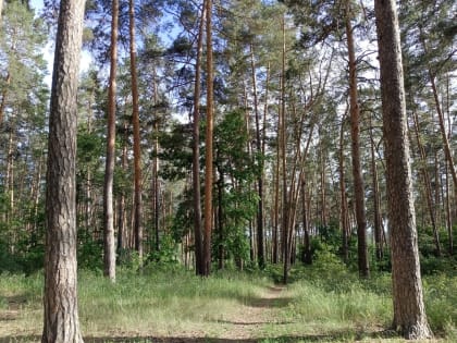 Произошло 30 пожаров.: В Тольятти продлили запрет на посещение лесов
