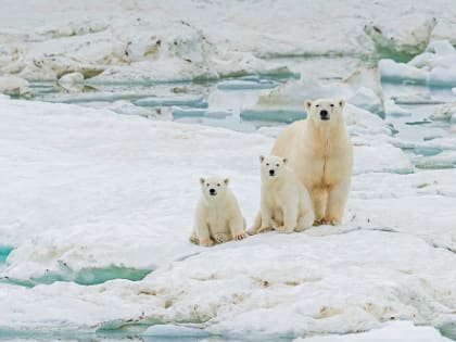 В зоопарке пополнение: в Новосибирске у белой медведицы родились двое медвежат