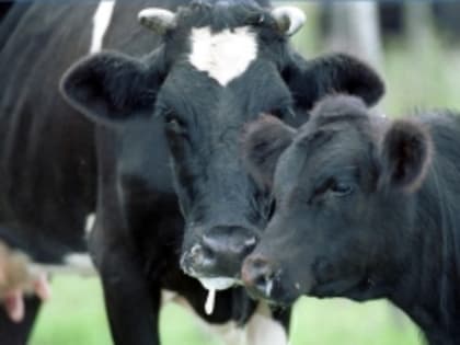 Ящур. Меры профилактики для владельцев животных