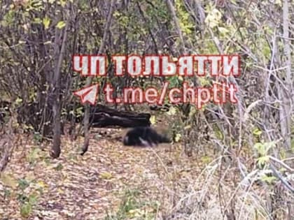 (фото) В лесу Тольятти случайно нашли труп