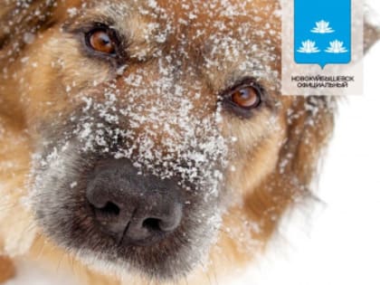 Отлов безнадзорных животных 25 января