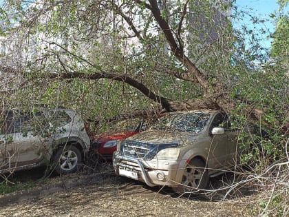 В Самаре дерево упало на шесть машин в Ташкентском переулке