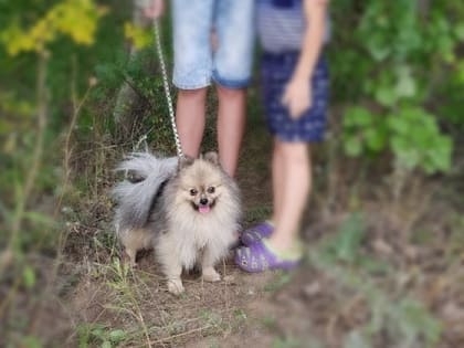 (фото) «Глаза и мозги наружу»: в Тольятти упавшая в подъезде решетка убила собачку