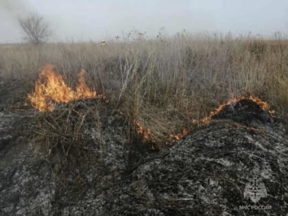 Администрация Тольятти: в городе запрещено сжигание мусора и разведение костра