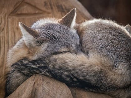 В Тольятти ловили загулявшую черную лису