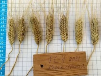 В Самарской области выведен сорт твердой озимой пшеницы "Кошелевская"
