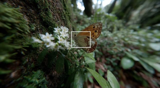 Orange butterfly on a mossy tree trunk among small white flowers, marked with a thin white square