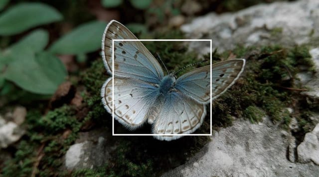 Pale blue butterfly on moss and stone, marked with a thin white square