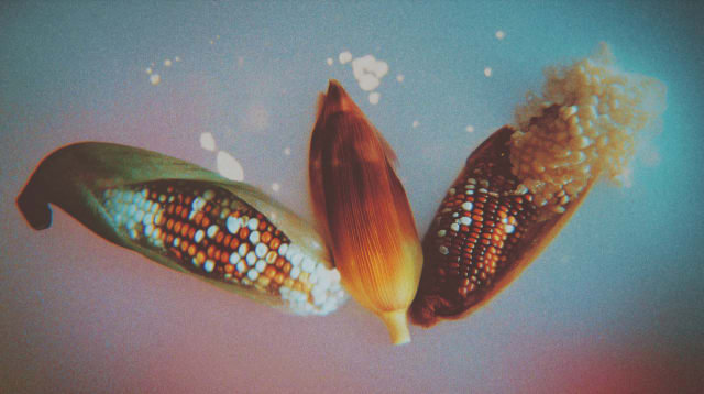 Three ears of colourful corn floating against a soft teal and red background
