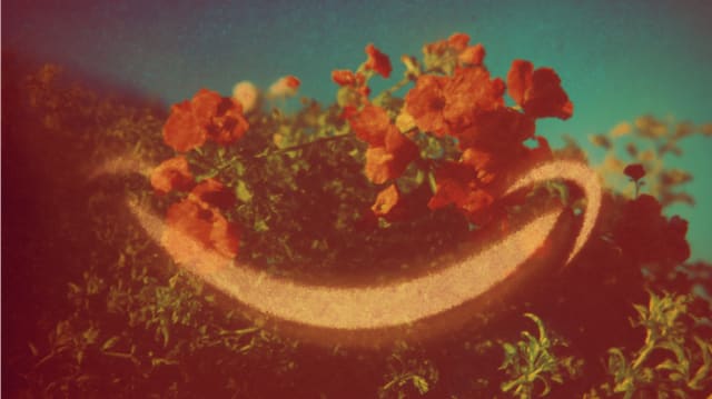Orange flowers in a field with a pale curved smile-like shape, a variation in retro film colours