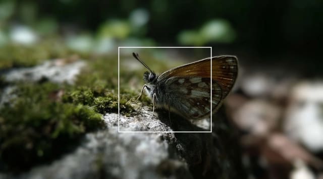 Brown butterfly on mossy rock, marked with a thin white square