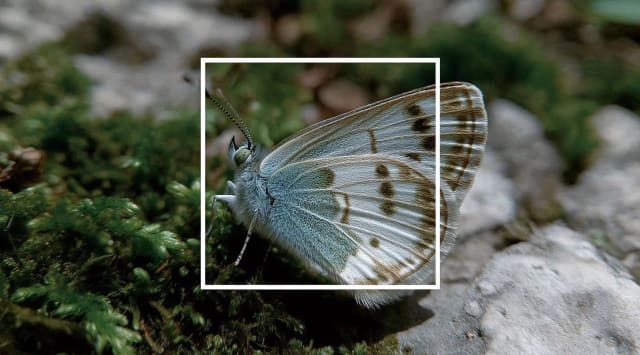Pale blue butterfly with spotted wings on moss and rock, marked with a thin white square