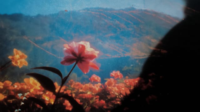 Red flower and orange blooms in front of mountains, a dark shape at the right, film look