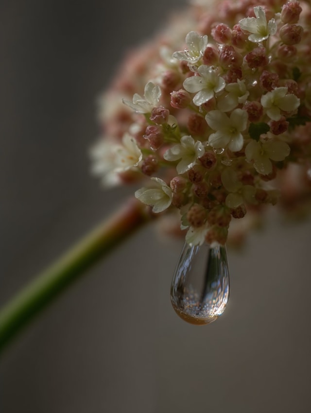 Macro shot of a small pink-white flower cluster with a water drop hanging beneath it